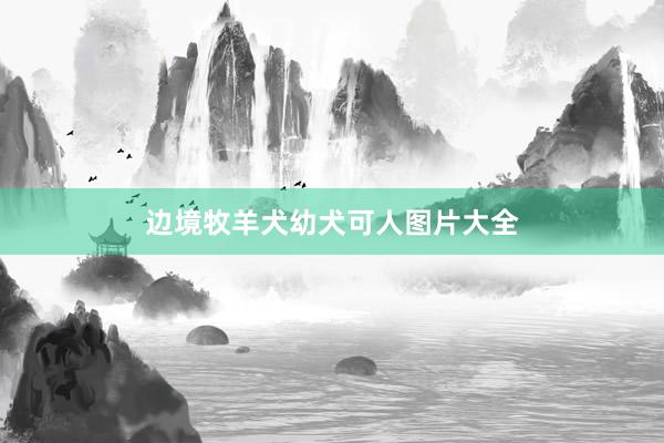边境牧羊犬幼犬可人图片大全